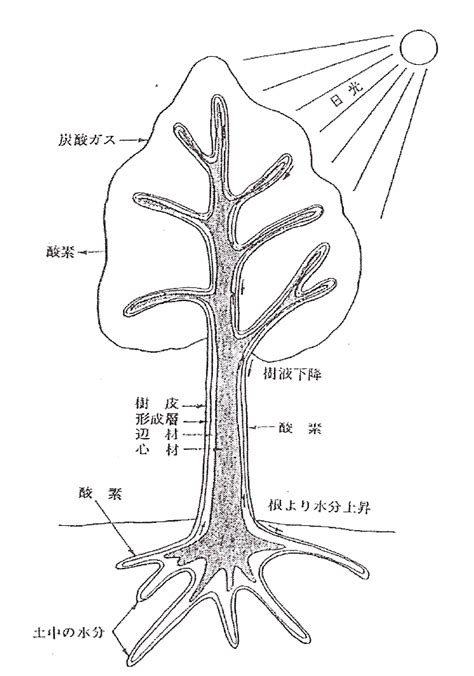 樹 根|樹木根の成長と構造の基礎的な仕組みと競争・共生関係